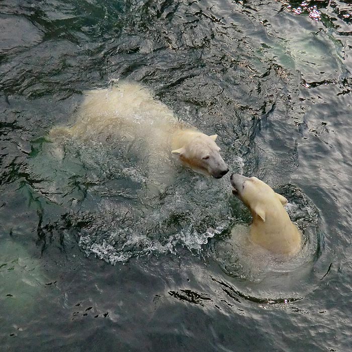 Eisbären LUKA und ANORI am 28. Dezember 2013 im Wuppertaler Zoo