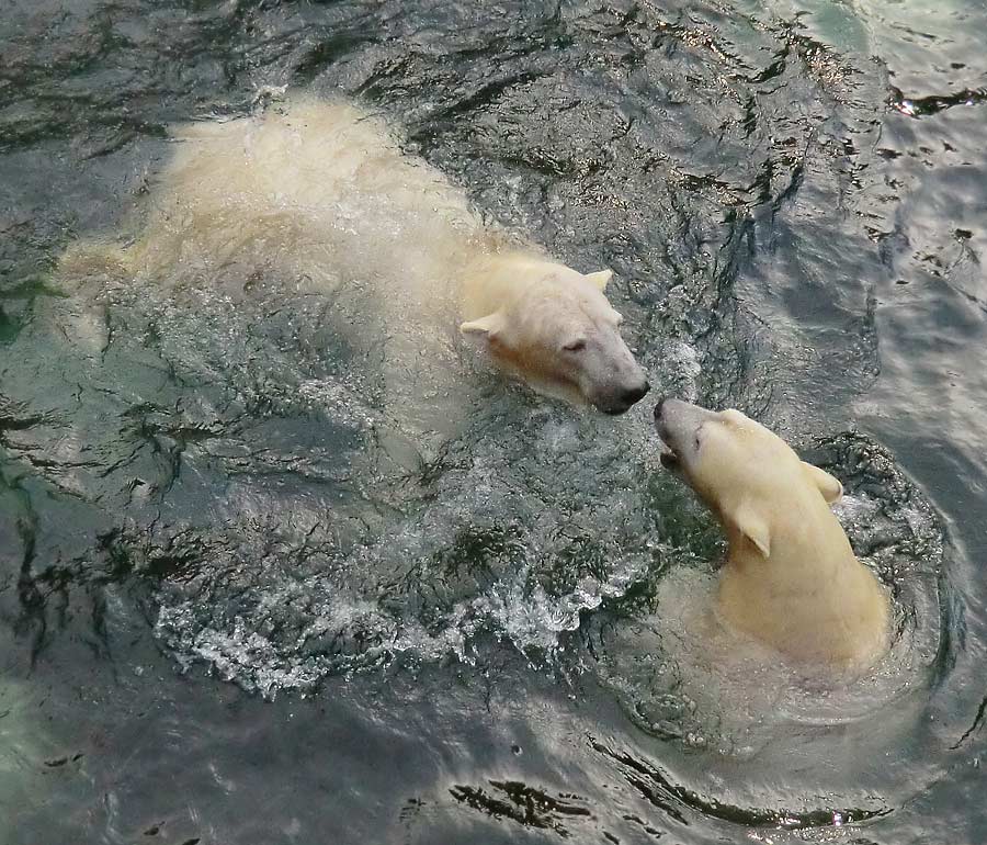 Eisbär LUKA und Eisbärin ANORI im Wuppertaler Zoo am 28. Dezember 2013