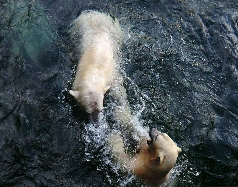Spielende Eisbären im Wasser im Zoologischen Garten Wuppertal am 28. Dezember 2013