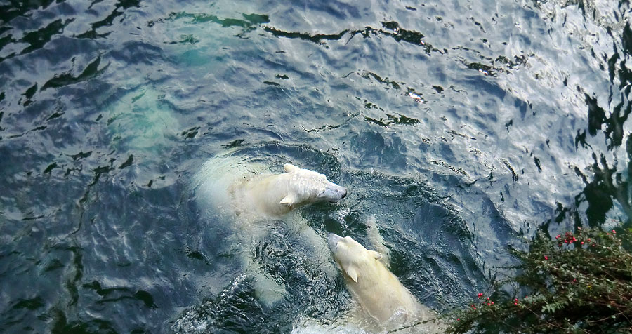 Eisbär LUKA und Eisbärin ANORI im Wuppertaler Zoo am 28. Dezember 2013