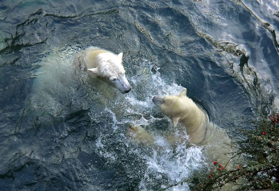 Eisbär LUKA und Eisbärin ANORI im Zoo Wuppertal am 28. Dezember 2013