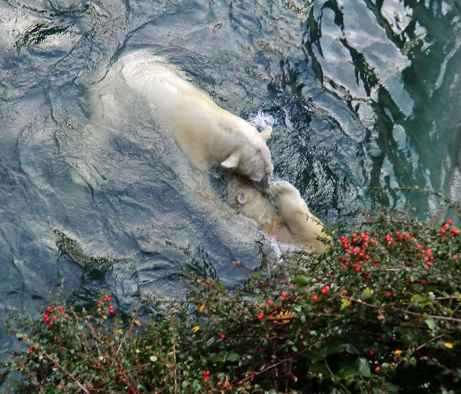 Spielende Eisbären im Wasser im Zoo Wuppertal am 28. Dezember 2013