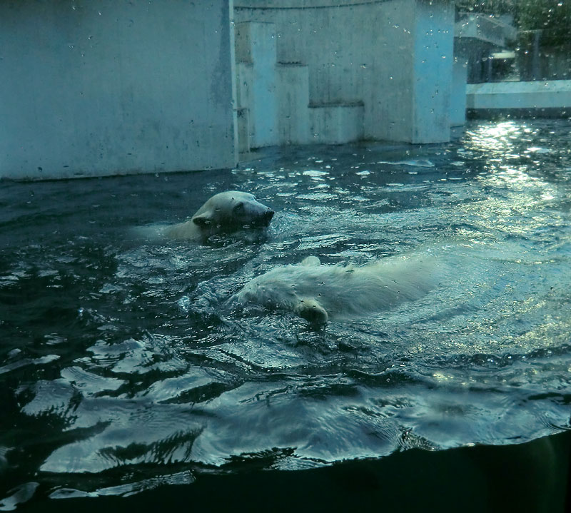 Spielende Eisbären im Wasser im Wuppertaler Zoo am 28. Dezember 2013