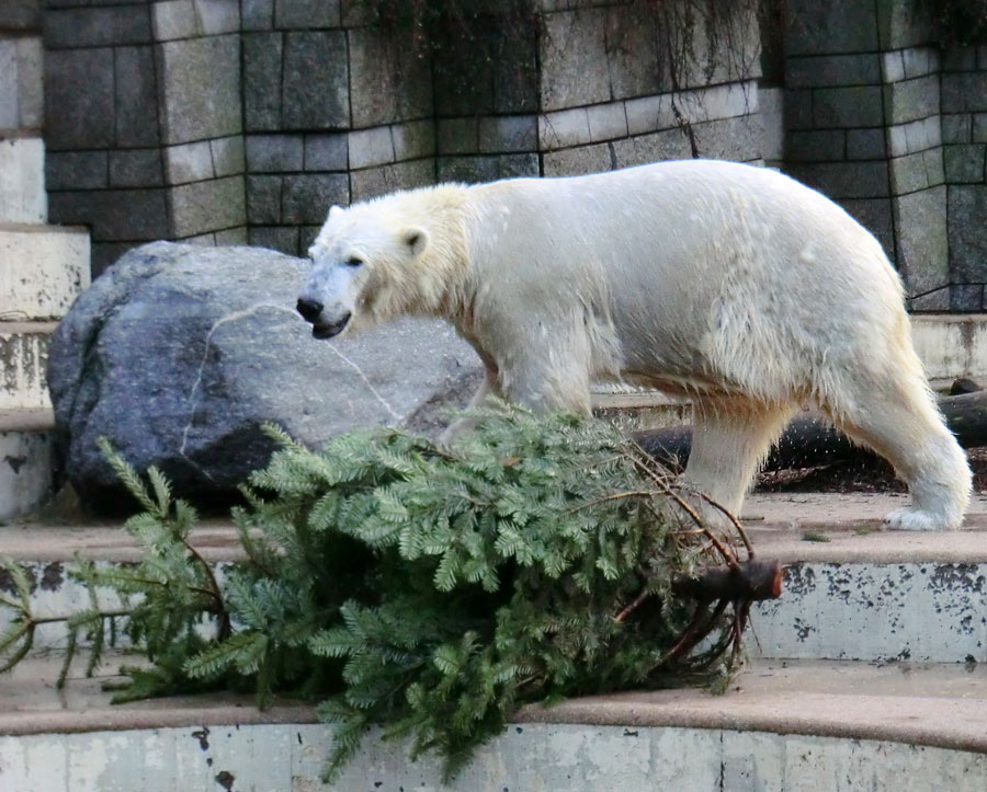 Eisbär LUKA im Zoologischen Garten Wuppertal am 28. Dezember 2013