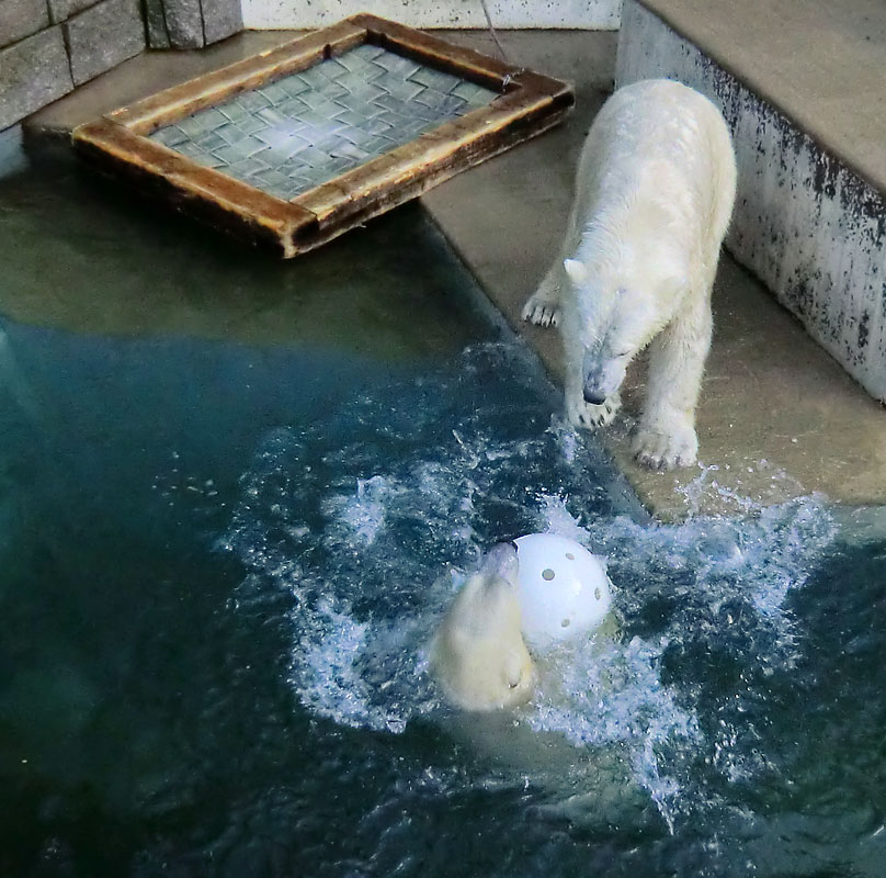 Eisbärin ANORI und Eisbär LUKA im Zoo Wuppertal am 28. Dezember 2013
