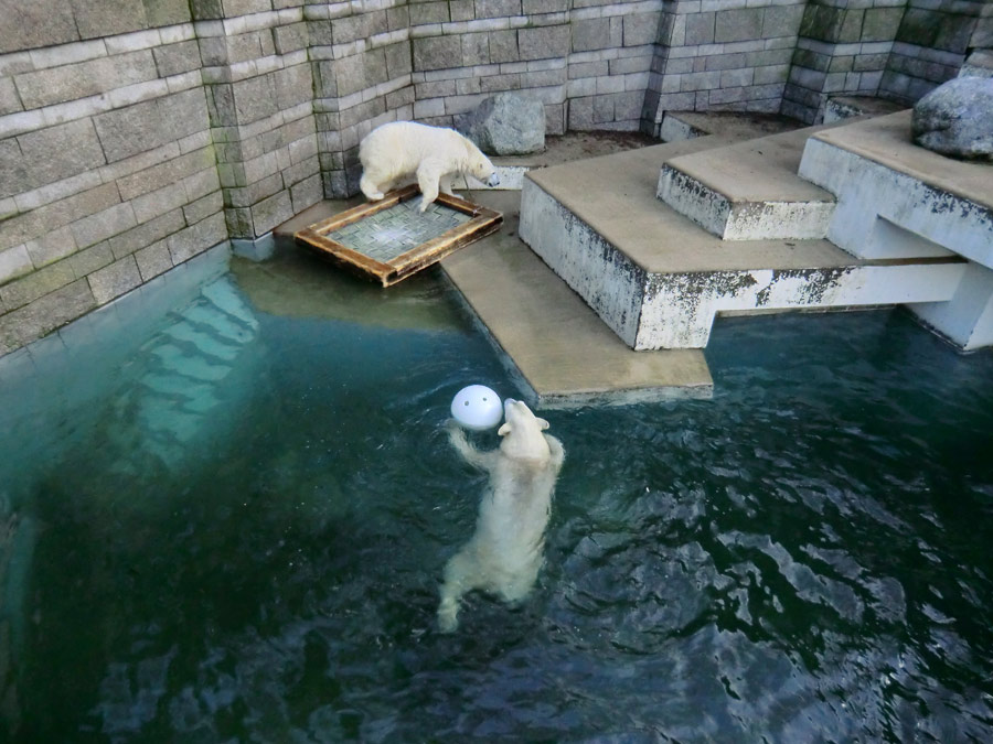 Eisbärin ANORI und Eisbär LUKA im Zoologischen Garten Wuppertal am 28. Dezember 2013