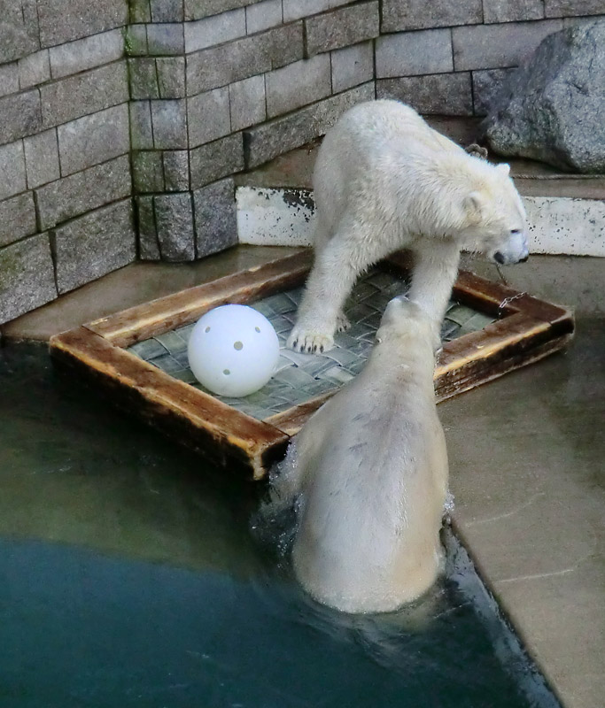 Eisbärin ANORI und Eisbär LUKA im Zoologischen Garten Wuppertal am 28. Dezember 2013
