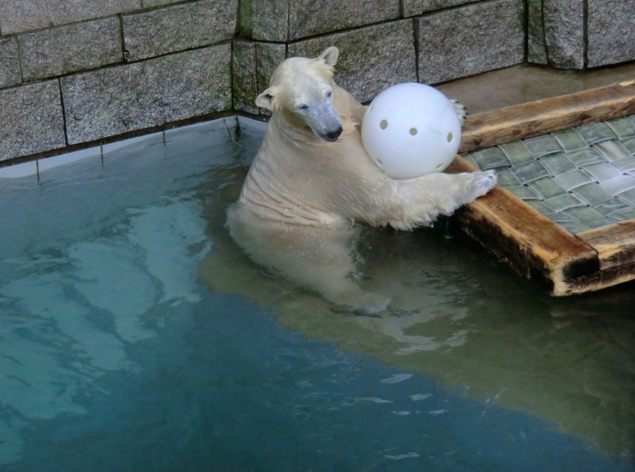 Eisbärin ANORI im Zoologischen Garten Wuppertal am 28. Dezember 2013