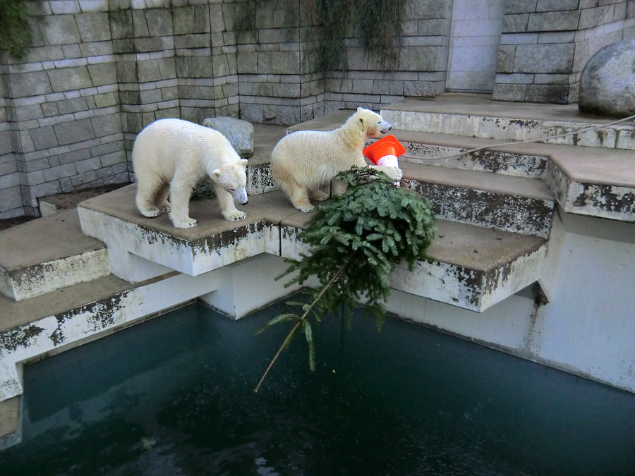 Eisbär LUKA und Eisbärin ANORI im Zoologischen Garten Wuppertal am 30. Dezember 2013