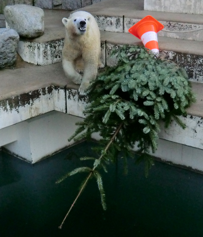 Eisbärin ANORI und Eisbär LUKA im Zoologischen Garten Wuppertal am 30. Dezember 2013