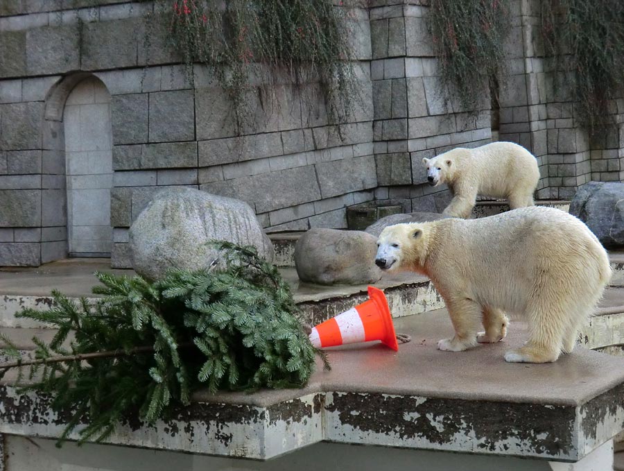 Eisbär LUKA und Eisbärin ANORI im Wuppertaler Zoo am 30. Dezember 2013
