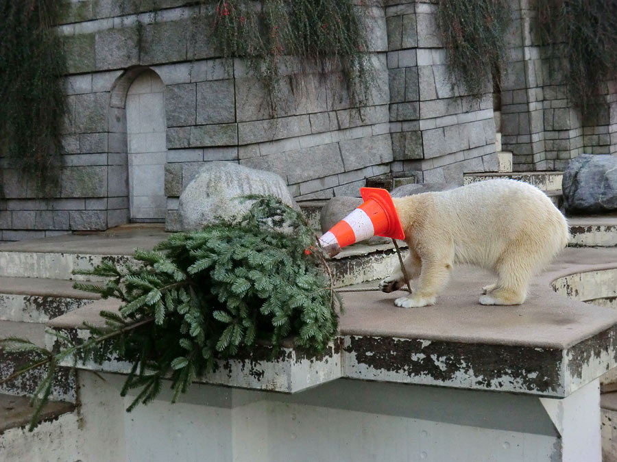 Eisbär LUKA und Eisbärin ANORI im Zoo Wuppertal am 30. Dezember 2013