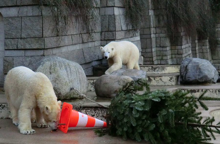 Eisbärin ANORI und Eisbär LUKA im Zoologischen Garten Wuppertal am 30. Dezember 2013