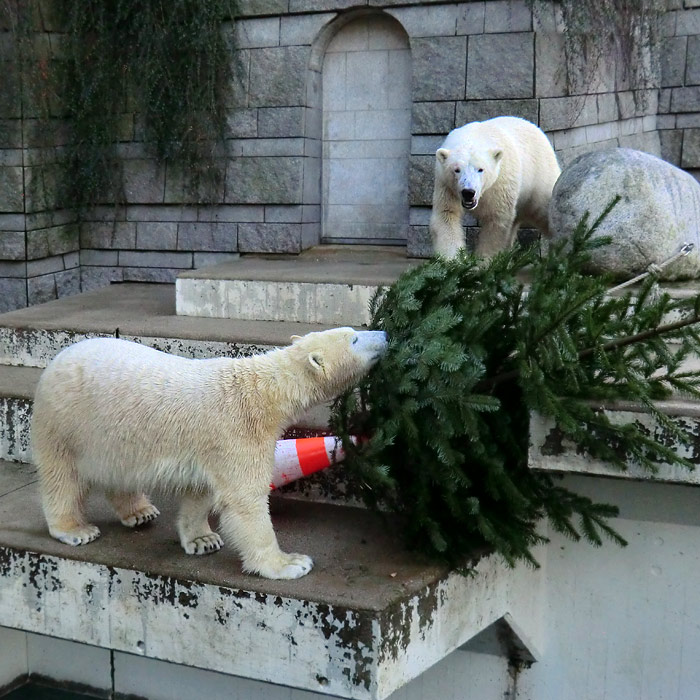 Eisbären ANORI und LUKA am 30. Dezember 2013 im Wuppertaler Zoo