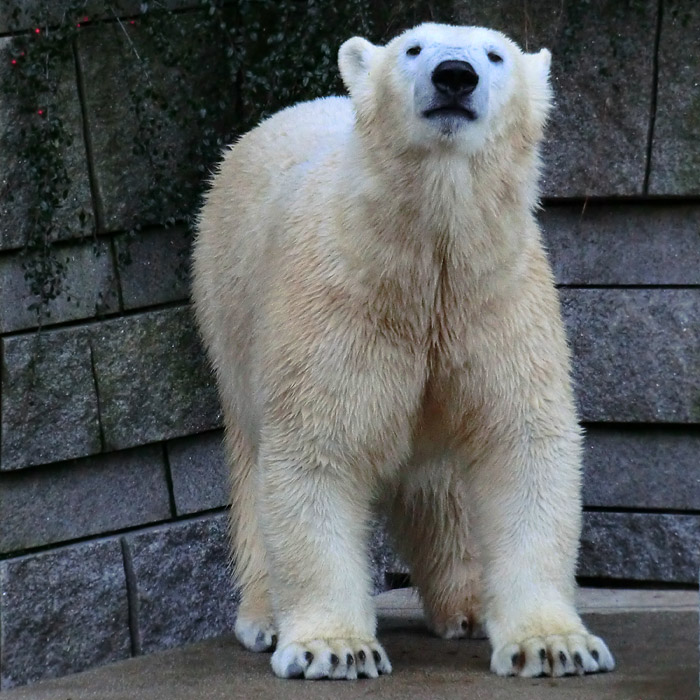 Eisbärin ANORI am 18. Januar 2014 im Wuppertaler Zoo