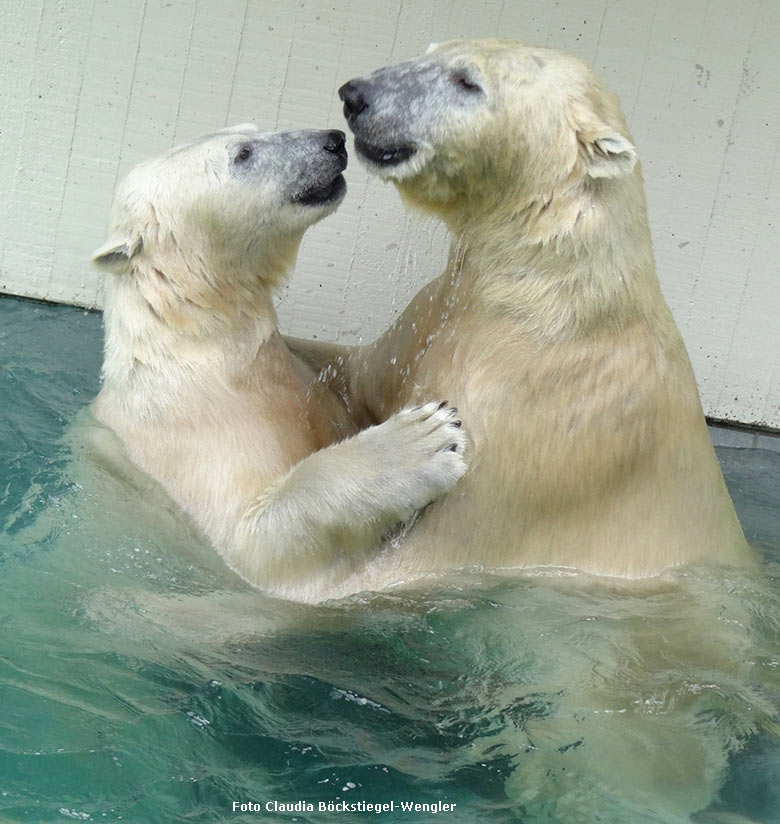 Eisbärin ANORI und Eisbär LUKA am 25. August 2014 im Wasser der großen Außenanlage für Polarbären im Zoo Wuppertal (Foto Claudia Böckstiegel-Wengler)