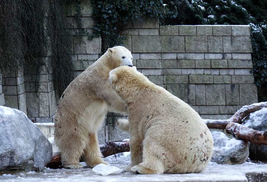 Eisbären im Grünen Zoo Wuppertal am 28. Dezember 2014