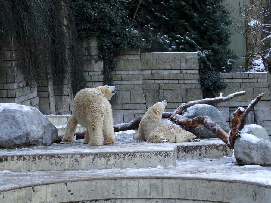 Eisbären im Wuppertaler Zoo am 28. Dezember 2014