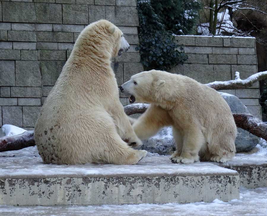 Eisbären im Wuppertaler Zoo am 28. Dezember 2014