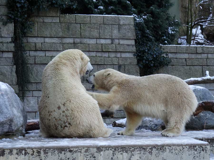 Eisbären im Zoo Wuppertal am 28. Dezember 2014