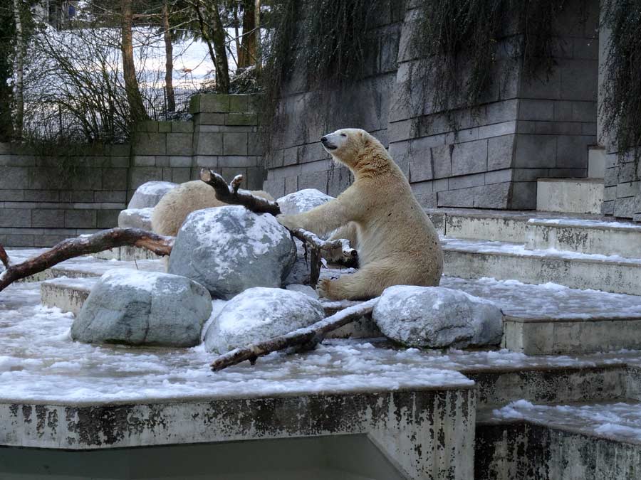 Eisbär LUKA im Zoologischen Garten Wuppertal am 28. Dezember 2014