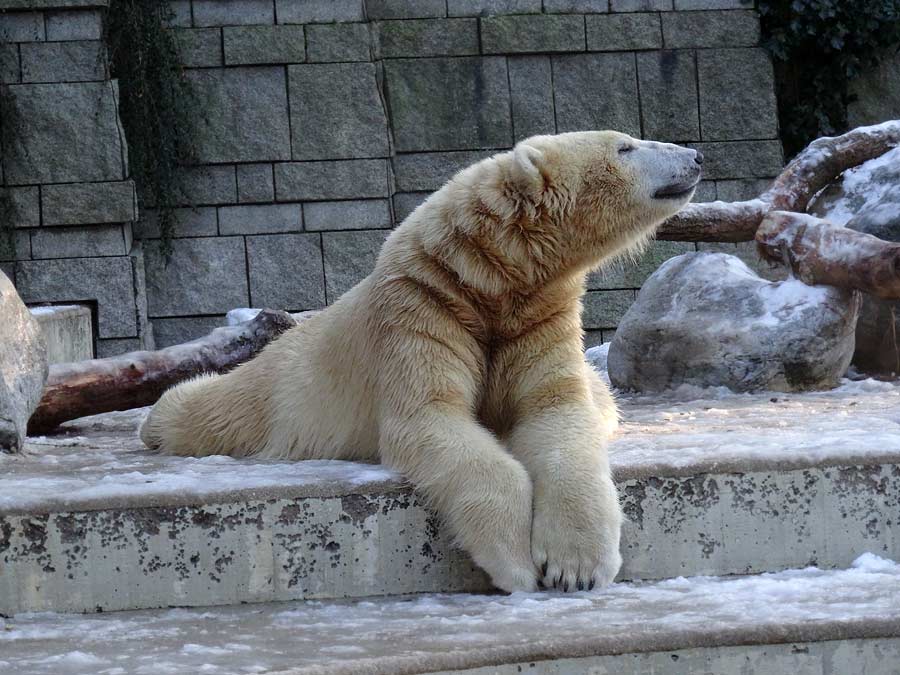 Eisbär LUKA im Grünen Zoo Wuppertal am 28. Dezember 2014