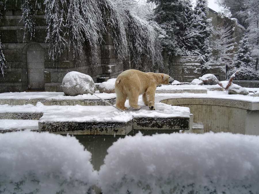 Eisbär LUKA im Zoo Wuppertal am 24. Januar 2015