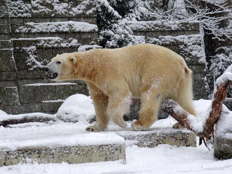Eisbär LUKA im Grünen Zoo Wuppertal am 24. Januar 2015