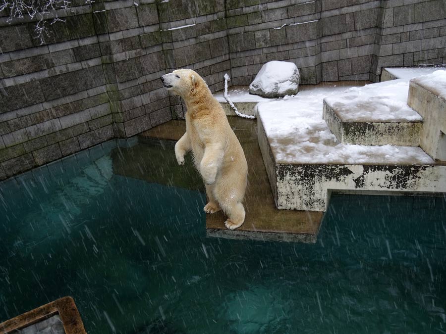 Eisbär LUKA im Wuppertaler Zoo am 24. Januar 2015