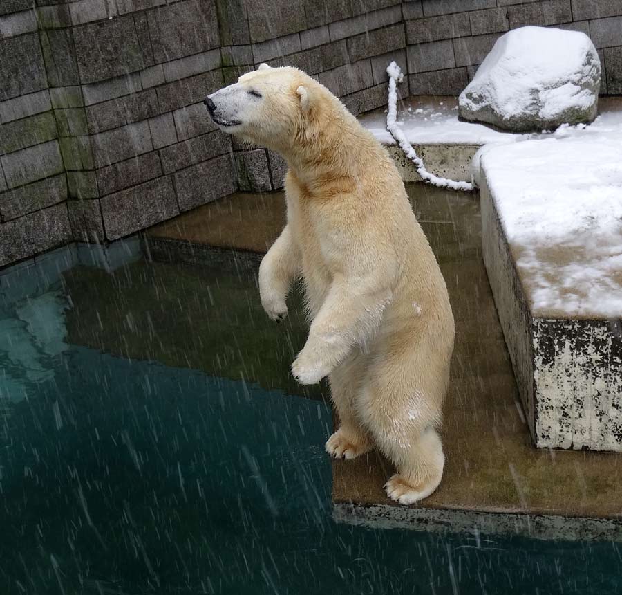 Eisbär LUKA im Zoo Wuppertal am 24. Januar 2015