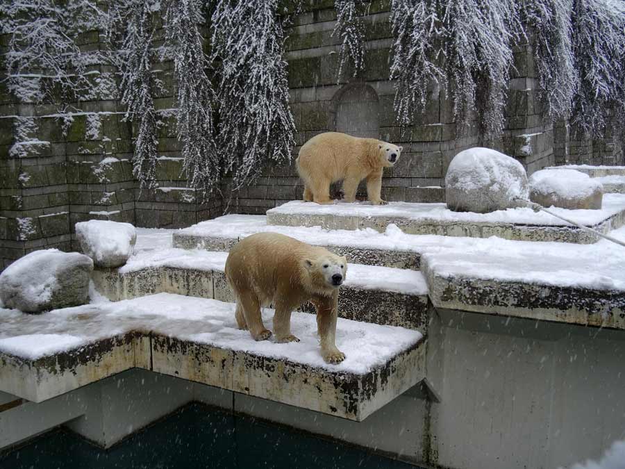 Eisbärin ANORI und Eisbär LUKA im Grünen Zoo Wuppertal am 24. Januar 2015