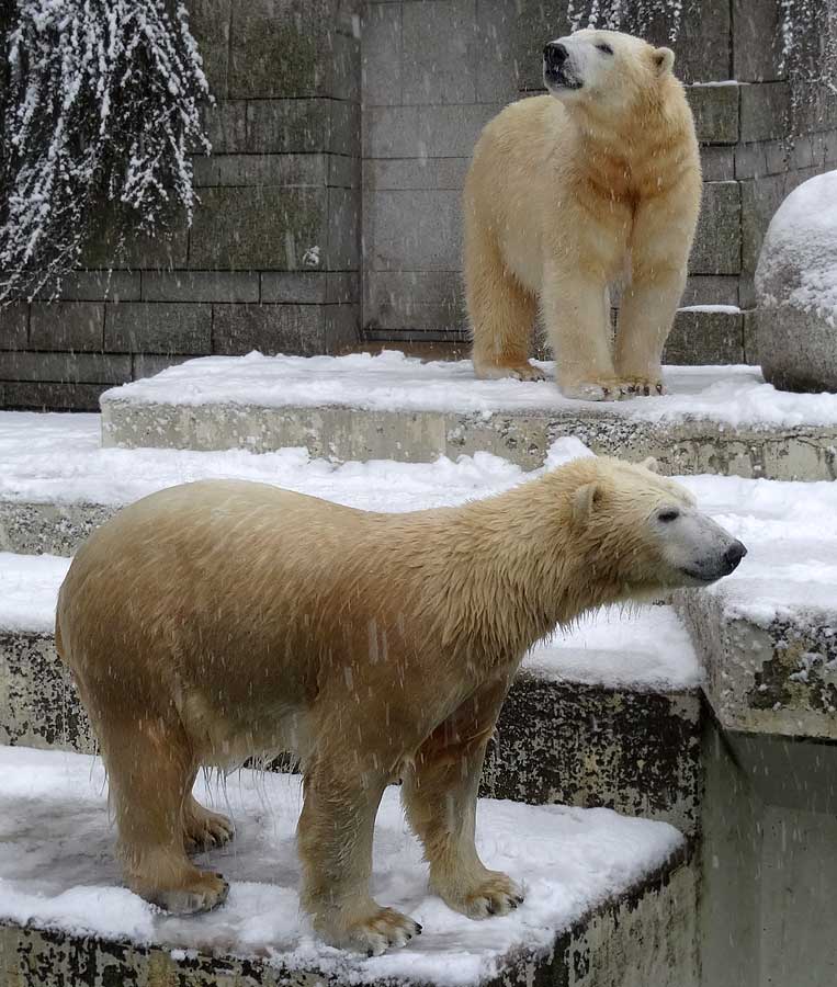 Eisbärin ANORI und Eisbär LUKA im Wuppertaler Zoo am 24. Januar 2015