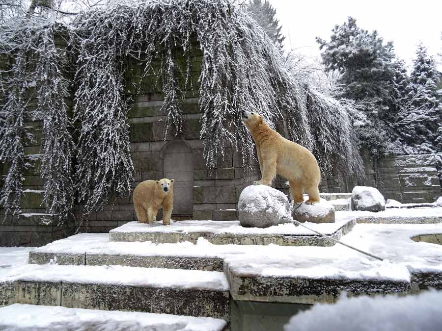 Eisbärin ANORI und Eisbär LUKA im Zoo Wuppertal am 24. Januar 2015