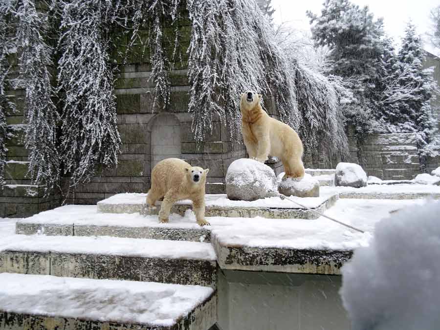 Eisbärin ANORI und Eisbär LUKA im Zoologischen Garten Wuppertal am 24. Januar 2015