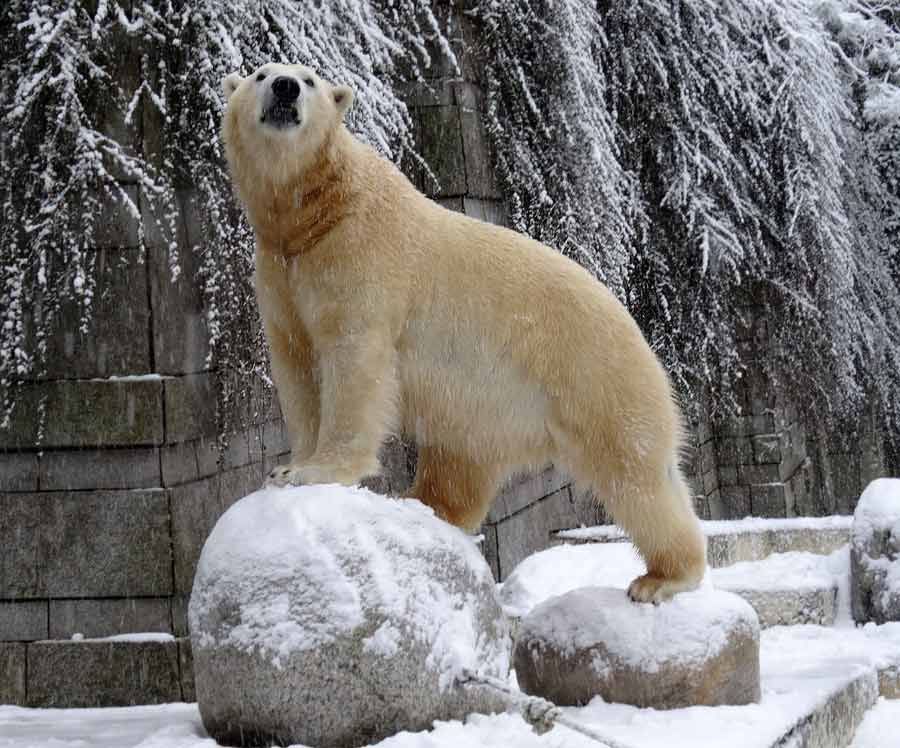 Eisbär LUKA im Zoologischen Garten Wuppertal am 24. Januar 2015