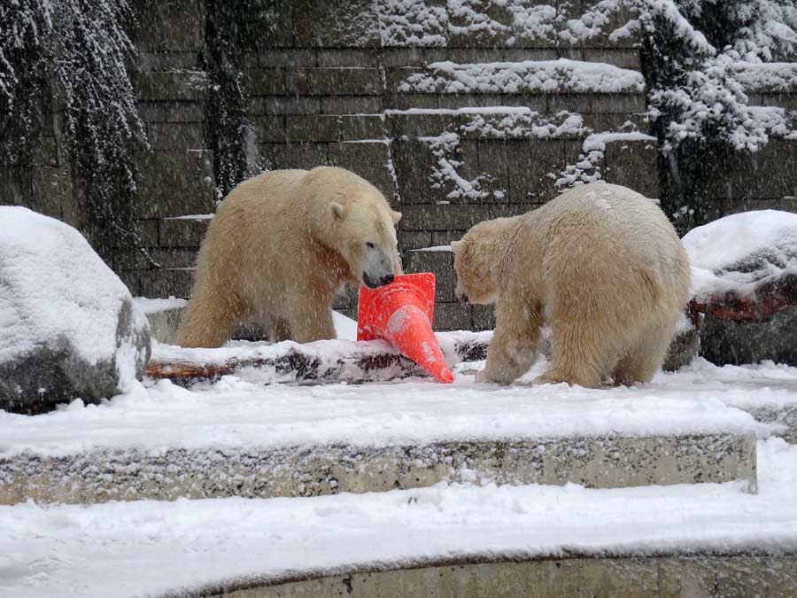 Eisbär LUKA und Eisbärin ANORI im Grünen Zoo Wuppertal am 24. Januar 2015