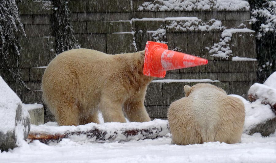 Eisbär LUKA und Eisbärin ANORI im Zoo Wuppertal am 24. Januar 2015