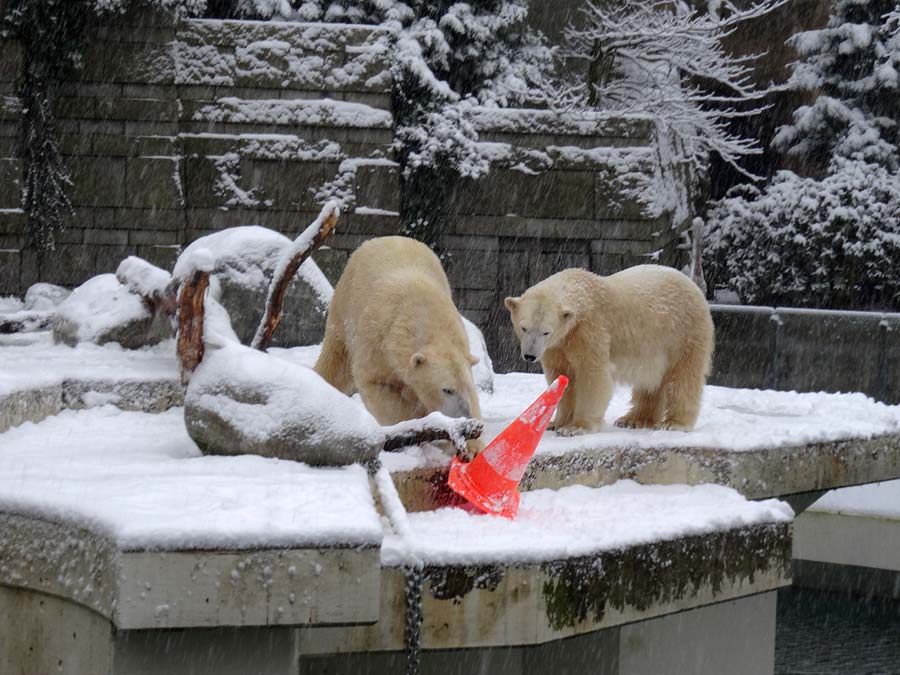 Eisbär LUKA und Eisbärin ANORI im Wuppertaler Zoo am 24. Januar 2015