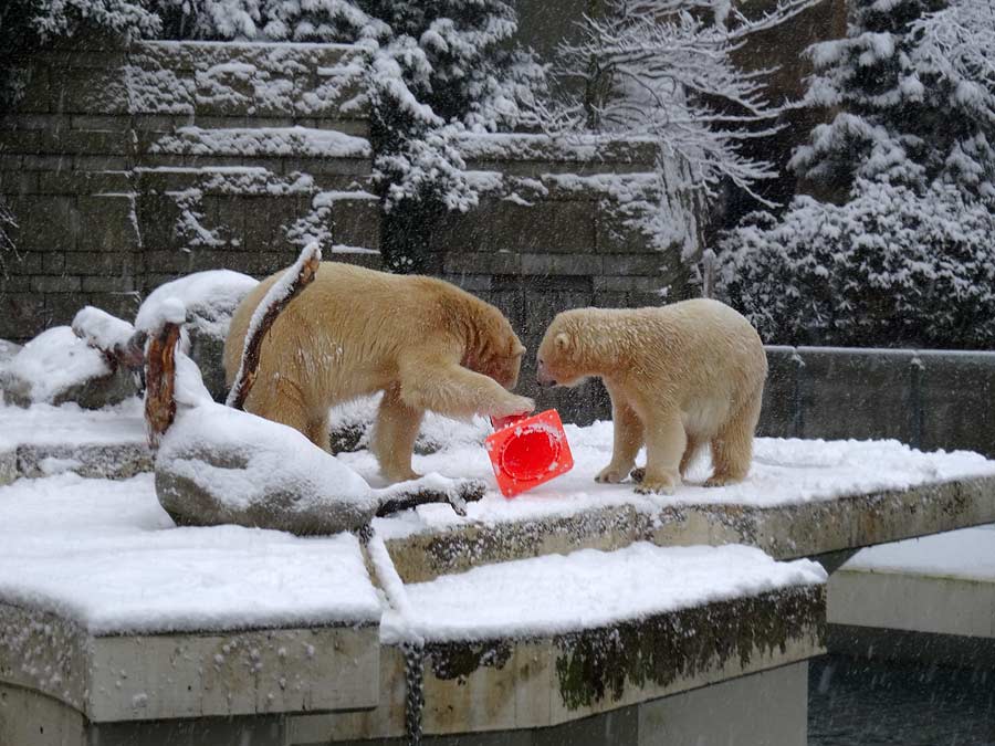 Eisbär LUKA und Eisbärin ANORI im Zoo Wuppertal am 24. Januar 2015