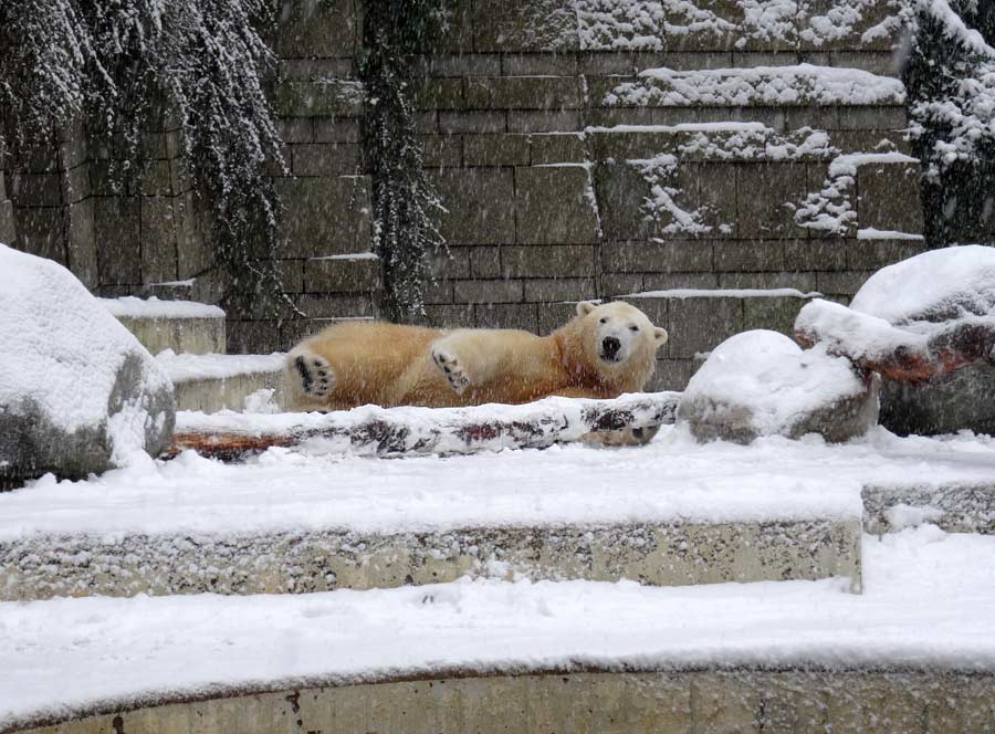 Eisbär LUKA im Zoologischen Garten Wuppertal am 24. Januar 2015