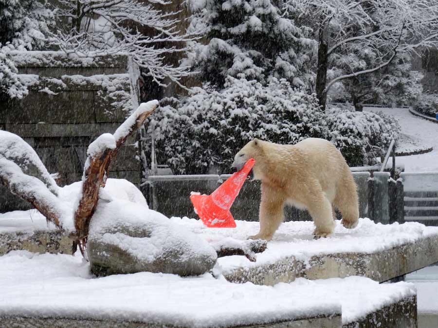 Eisbärin ANORI im Wuppertaler Zoo am 24. Januar 2015