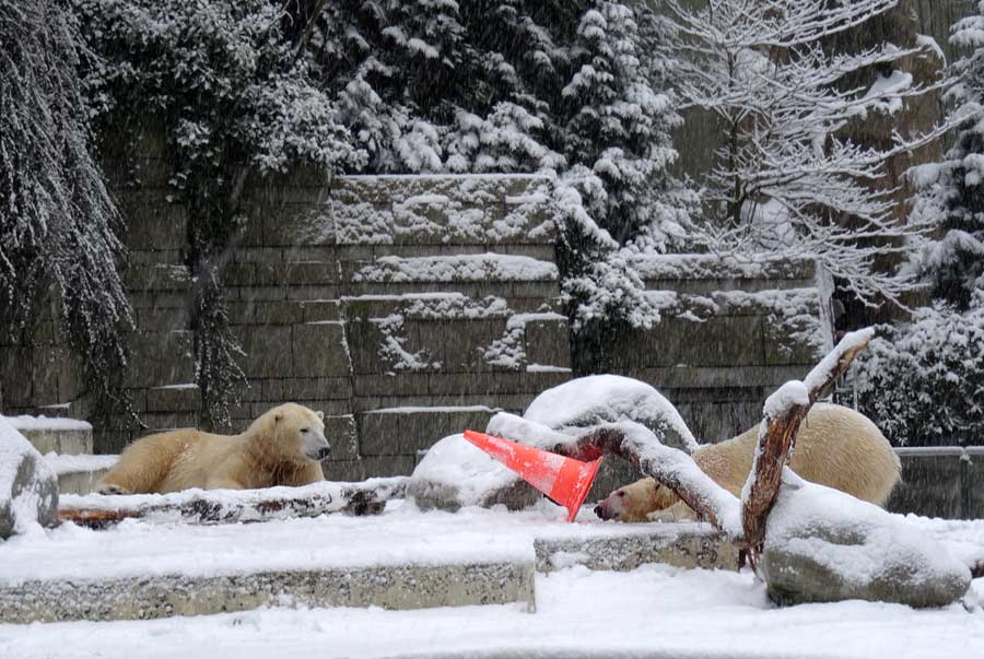 Eisbär LUKA und Eisbärin ANORI im Zoologischen Garten Wuppertal am 24. Januar 2015