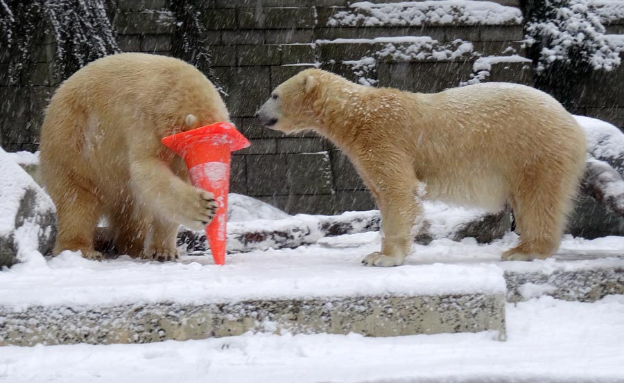 Eisbär LUKA und Eisbärin ANORI im Wuppertaler Zoo am 24. Januar 2015