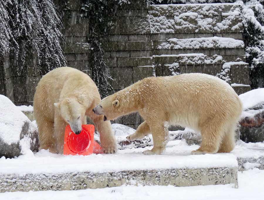 Eisbär LUKA und Eisbärin ANORI im Zoologischen Garten Wuppertal am 24. Januar 2015