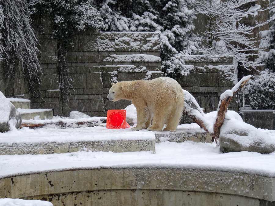 Eisbärin ANORI im Zoologischen Garten Wuppertal am 24. Januar 2015
