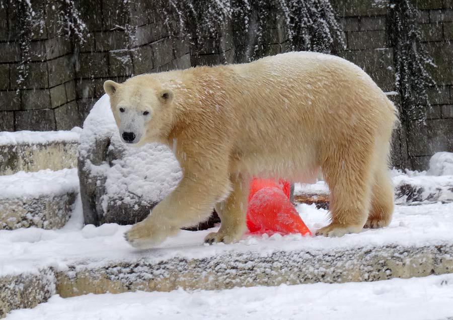 Eisbärin ANORI im Wuppertaler Zoo am 24. Januar 2015