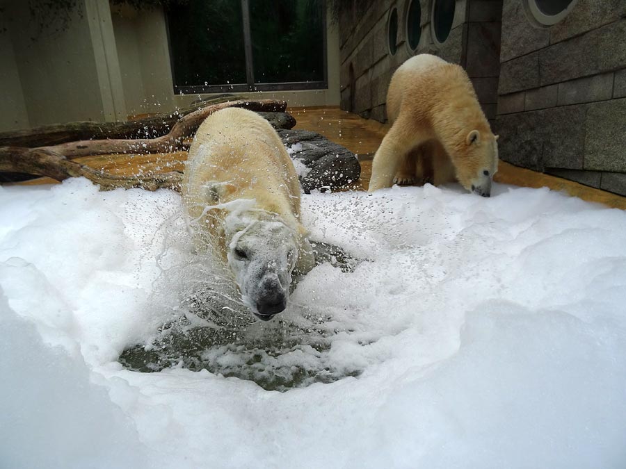 Eisbär LUKA und Eisbärin ANORI im Grünen Zoo Wuppertal am 22. März 2015