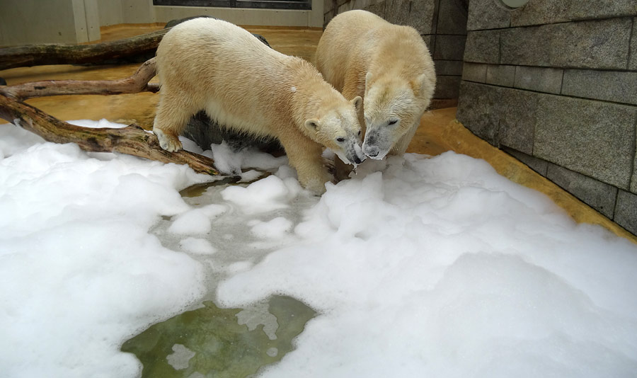 Eisbärin ANORI und Eisbär LUKA im Grünen Zoo Wuppertal am 22. März 2015