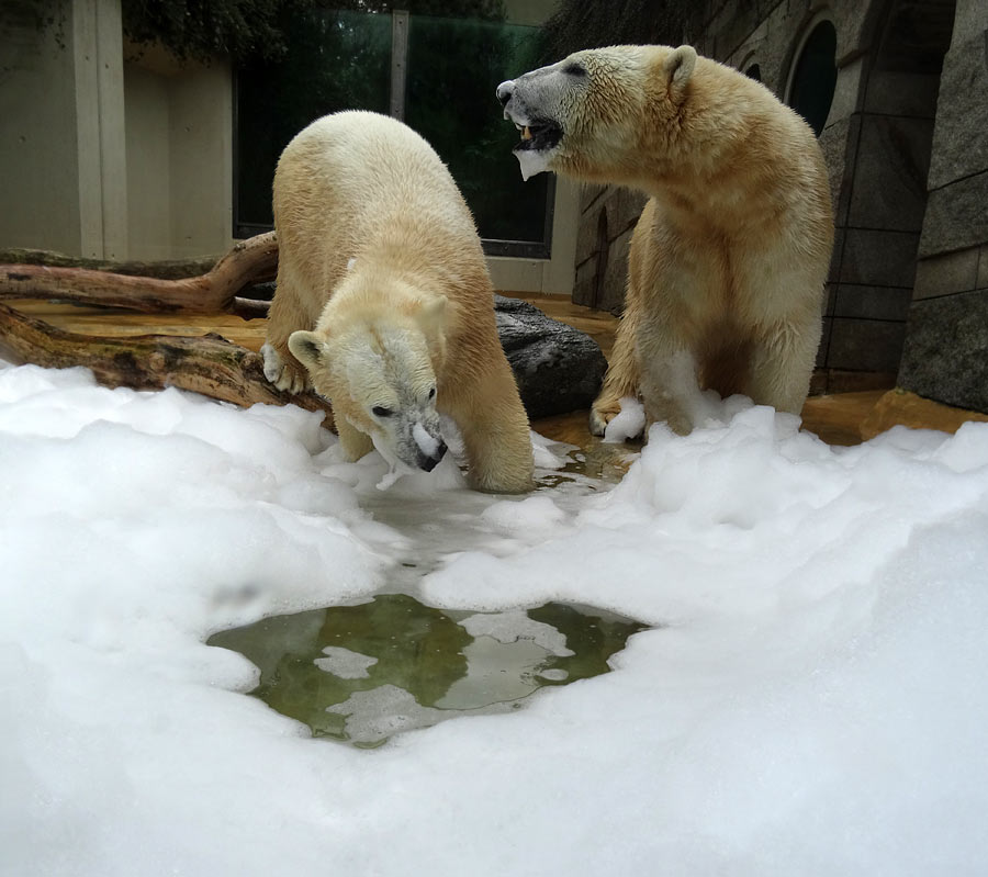 Eisbärin ANORI und Eisbär LUKA im Zoologischen Garten Wuppertal am 22. März 2015