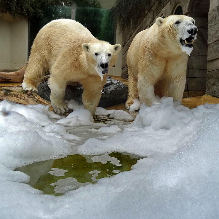 Eisbären am 22. März 2015 im Wuppertaler Zoo